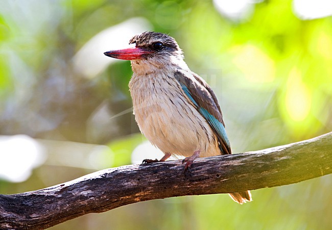 Bruinkapijsvogel, Brown-hooded Kingfisher, Halcyon albiventris stock-image by Agami/Marc Guyt,