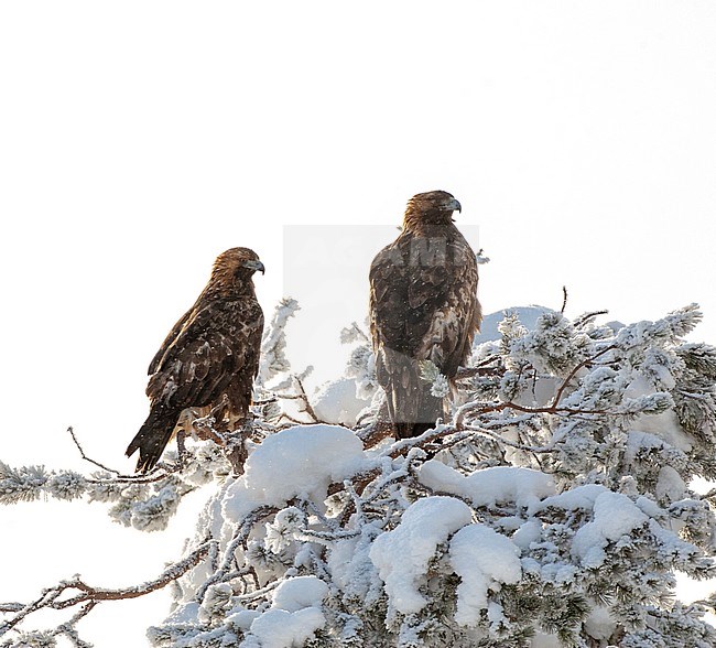 Pair of Golden Eagles (Aquila chrysaetos) resting in a snow covered tree in taiga forest around Kuusamo, northern Finland. stock-image by Agami/Marc Guyt,
