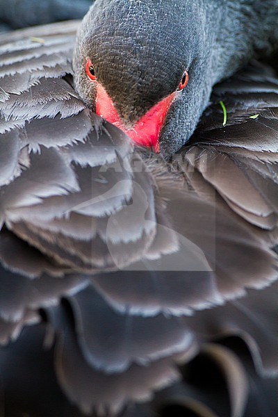 Black Swan, Cygnus atratus portrait of head in feathers bird resting at river rhine stock-image by Agami/Menno van Duijn,