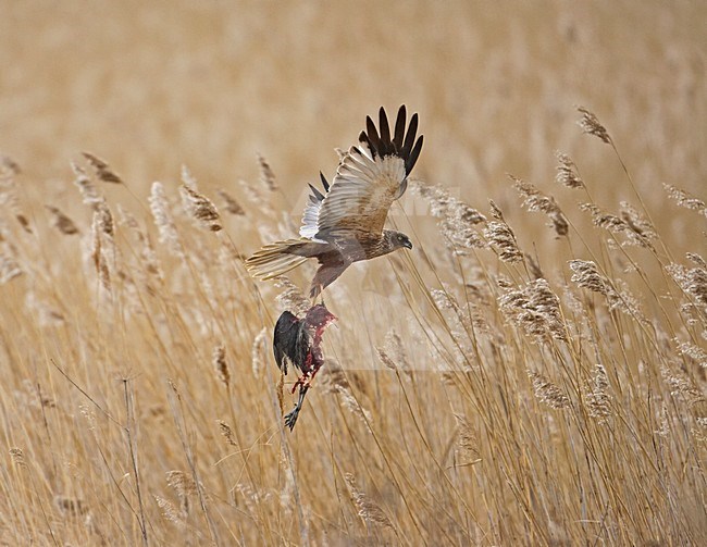 Mannetje Bruine Kiekendief met prooi; Male Western Marsh Harrier with prey stock-image by Agami/Markus Varesvuo,