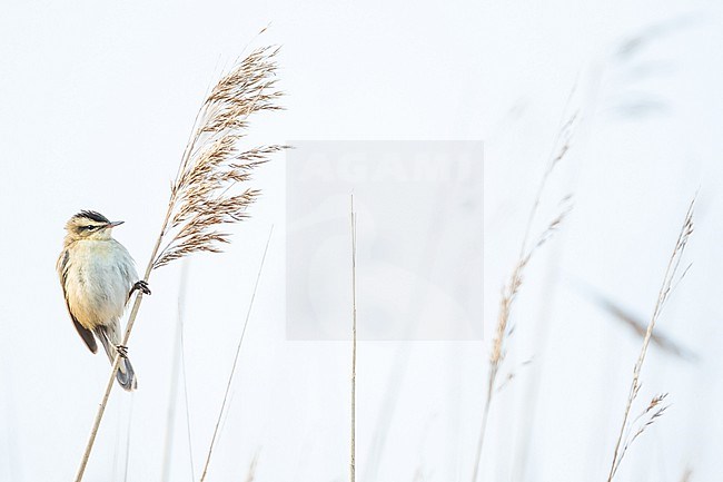 Sedge Warbler - Schilfrohrsänger - Acrocephalus schoenobaenus, Germany (Schleswig-Holstein), adult stock-image by Agami/Ralph Martin,