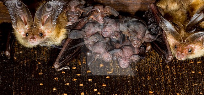 Grootoorvleermuis met jongen; Brown long-eared Bat with young stock-image by Agami/Theo Douma,