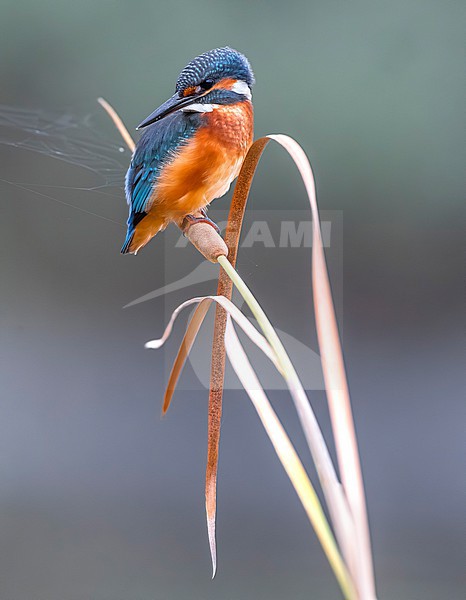 Common Kingfisher, Alcedo atthis, perched in Italy. stock-image by Agami/Daniele Occhiato,