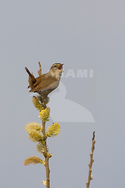 Zingende Winterkoning; Singing Winter Wren stock-image by Agami/Arie Ouwerkerk,
