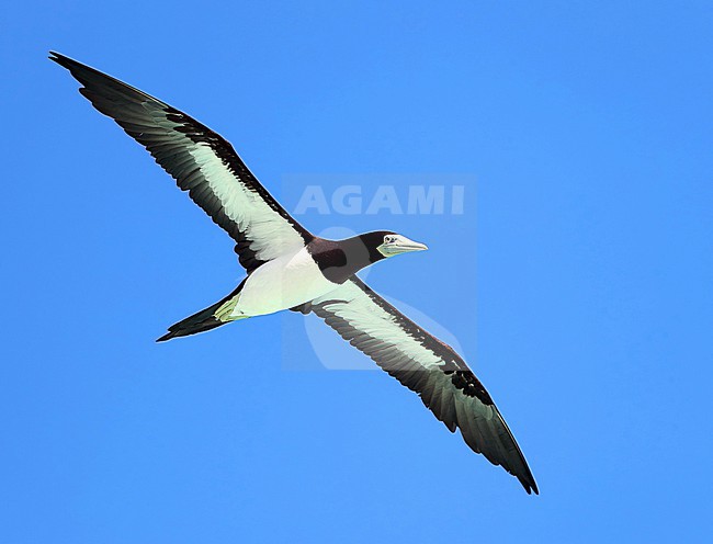Brown Booby, Sula leucogaster plotus, at Tahanea - Tuamotu archipelago - French Polynesia. stock-image by Agami/Aurélien Audevard,