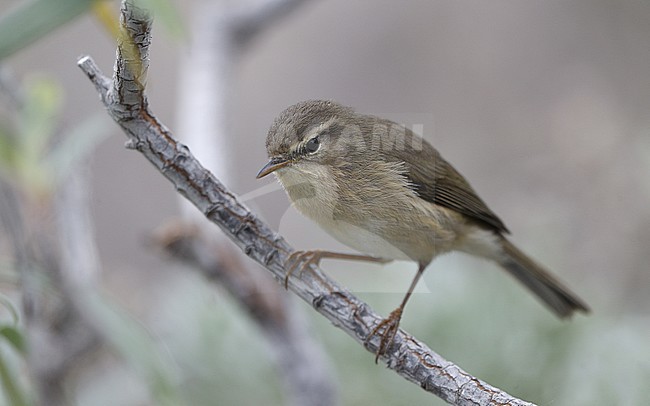 Canary Islands Chiffchaff (Phylloscopus canariensis canariensis) perched on a branch at Tenerife, Canary Islands, Spain stock-image by Agami/Helge Sorensen,