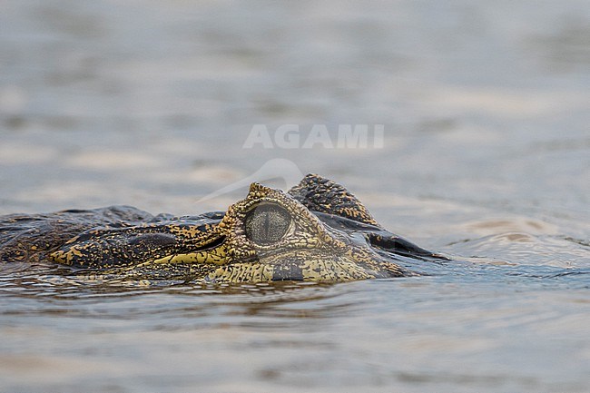 A jacare caiman, Caiman yacare, at surface of water. Pantanal, Mato Grosso, Brazil stock-image by Agami/Sergio Pitamitz,