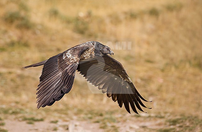 Bearded Vulture in flight, Lammergier in de vlucht stock-image by Agami/Alain Ghignone,