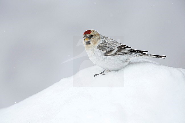 Witstuitbarmsijs; Arctic Redpoll; stock-image by Agami/Chris van Rijswijk,
