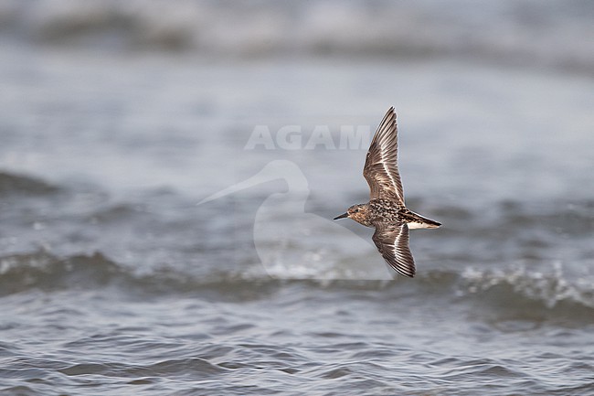 Adult Sanderling (Calidris alba) in flight over water at Blåvandshuk, Denmark stock-image by Agami/Helge Sorensen,