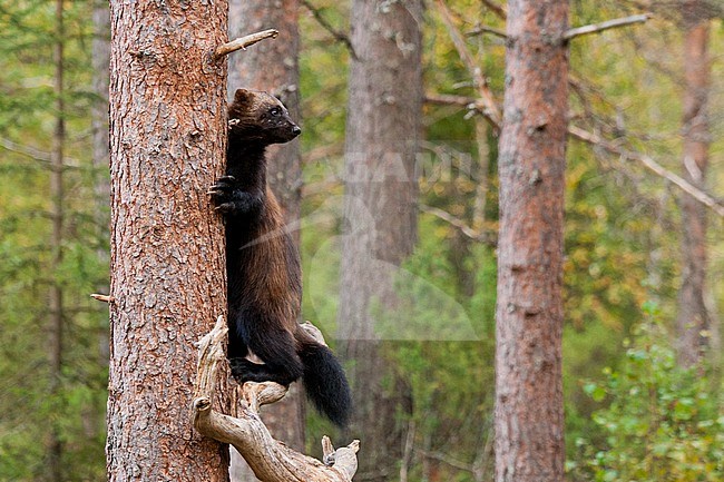 Wolverine (Gulo gulo) on the look out from tree stock-image by Agami/Caroline Piek,