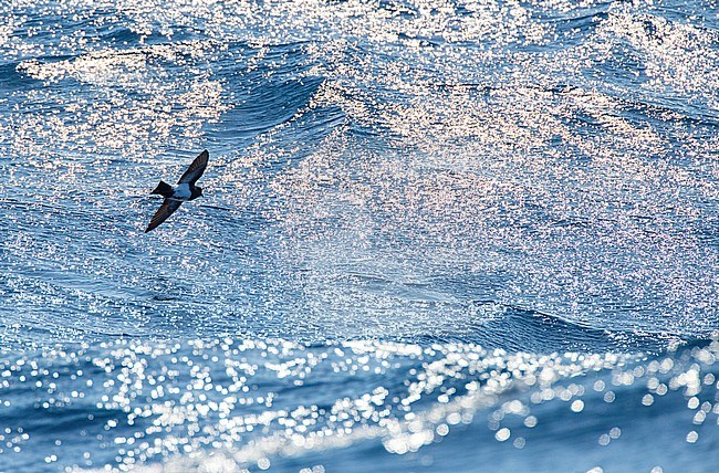 Black-bellied Storm Petrel (Fregetta tropica) flying low over the southern pacific ocean with strong backlight, at sea south of New Zealand. stock-image by Agami/Marc Guyt,