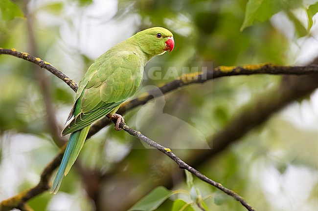 Rose-ringed parakeet (Psittacula krameri) in Italy. Also known as the ring-necked parakeet, ringneck parrot (in aviculture) or the Kramer parrot. stock-image by Agami/Daniele Occhiato,