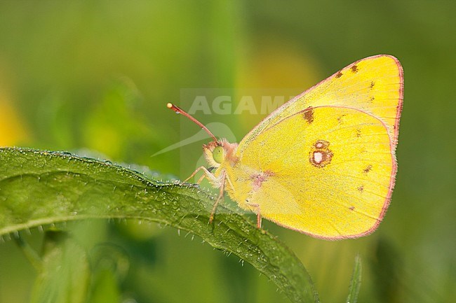 Colias alfacariensis - Berger's Clouded Yellow - Hufeisenklee-Gelbling, Germany (Baden-Württemberg), imago stock-image by Agami/Ralph Martin,