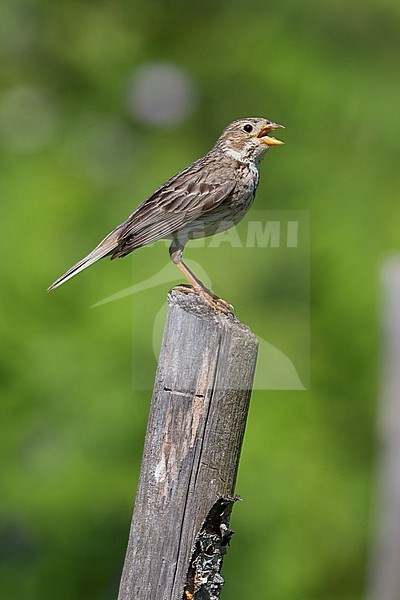 Corn Bunting (Emberiza calandra), side view of an adult singing from a post, Campania, Italy stock-image by Agami/Saverio Gatto,