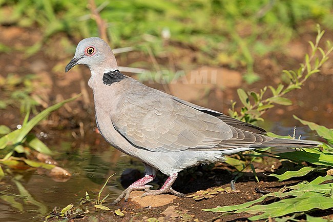 Mourning Collared Dove ( Streptopelia decipiens ambigua), side view of an adult at drinking pool, Mpumalanga, South Africa stock-image by Agami/Saverio Gatto,