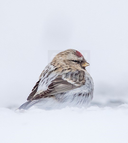 Arctic Redpoll (Acanthis hornemanni) wintering in arctic Norway. stock-image by Agami/Marc Guyt,