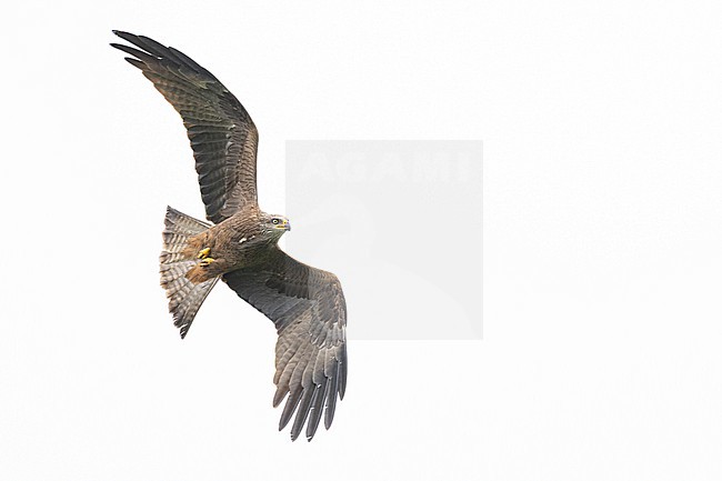 Zwarte Wouw, Black Kite, Milvus migrans- stock-image by Agami/Menno van Duijn,