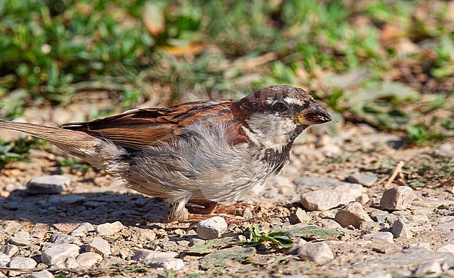 Adult male House x Italian Sparrow (Passer domesticus x Passer italiae) in hybridisation zone in northern Italy. stock-image by Agami/Edwin Winkel,