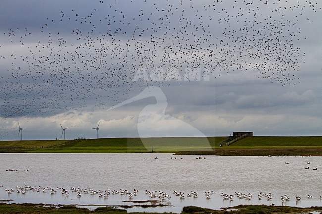 Bonte Strandlopers, Polder Breebaart; Dunlins, Polder Breebaart (Netherlands) stock-image by Agami/Menno van Duijn,