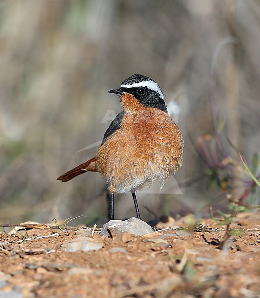 Moussier's Redstart  (Phoenicurus moussieri) taken the 13/01/2025 at Frontignan - Aude - France stock-image by Agami/Aurélien Audevard,