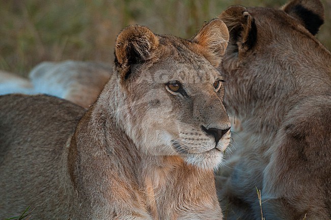 A pair of lionesses, Panthera leo, resting. Khwai Concession Area, Okavango Delta, Botswana. stock-image by Agami/Sergio Pitamitz,