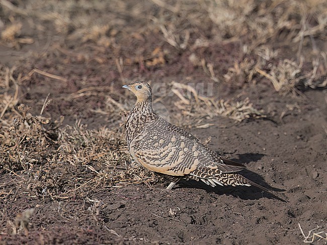 Side view of a female Chestnut-bellied Sandgrouse (Pterocles exustus) on the groung. Tanzania, Africa stock-image by Agami/Markku Rantala,