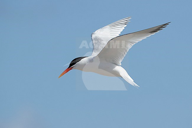 Adult Elegant Tern (Thalasseus elegans) in breeding plumage at San Diego County, California, USA in May 2016. stock-image by Agami/Brian E Small,
