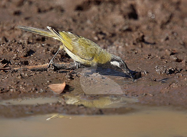 White-eared Honeyeater (Nesoptilotis leucotis) drining water. stock-image by Agami/Andy & Gill Swash ,