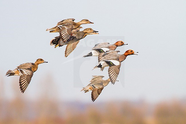 Smient, Eurasian Wigeon, Anas penelope flock in flight mixed with Gadwall, Anas strepera stock-image by Agami/Menno van Duijn,