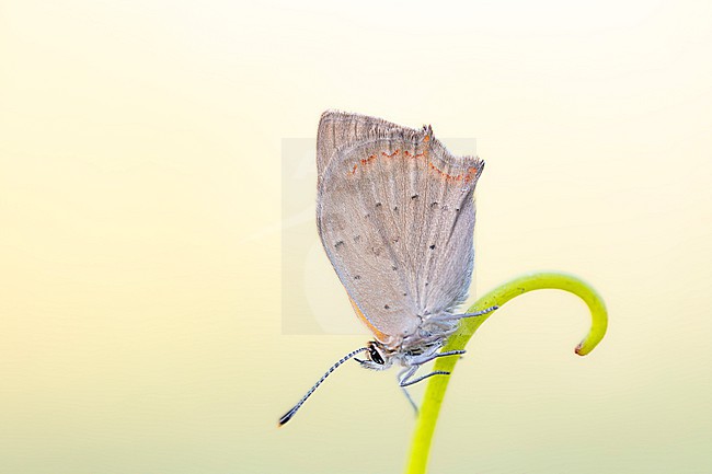 Small Copper, Lycaena phlaeas stock-image by Agami/Wil Leurs,