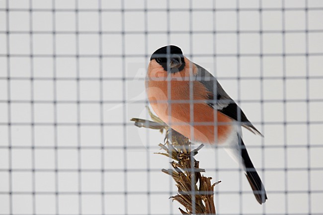 goudvink in een kooi; Bullfinch in a cage stock-image by Agami/Chris van Rijswijk,