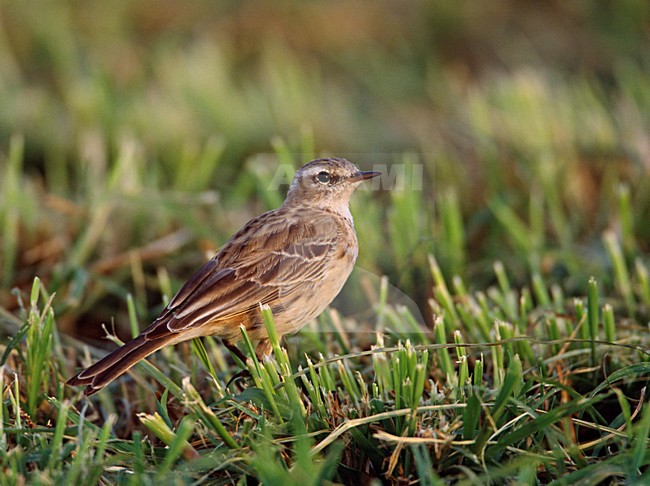 Water Pipit perched; Waterpieper zittend stock-image by Agami/Markus Varesvuo,