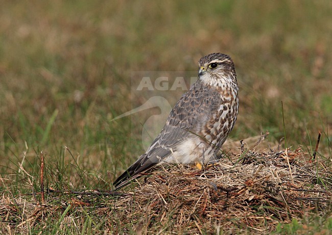 Smelleken perched; Merlin zittend stock-image by Agami/Jacques van der Neut,