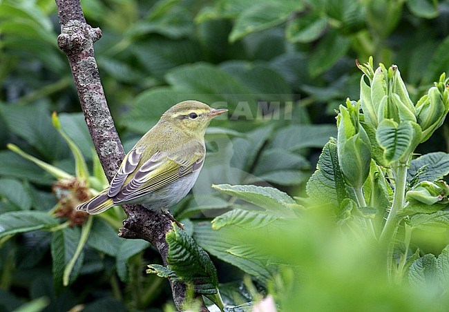 Wood Warbler (Phylloscopus sibilatrix) during migration on the Shetland Islands stock-image by Agami/Hugh Harrop,