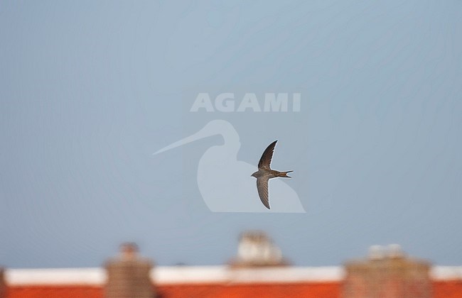 Gierzwaluw vliegend boven dak van een huis; Common Swift flying above a rooftop stock-image by Agami/Marc Guyt,