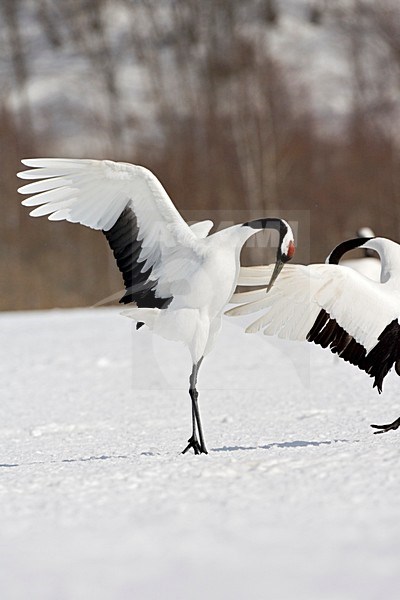 Red-crowned Crane display; Chinese Kraanvogel baltsend stock-image by Agami/Marc Guyt,