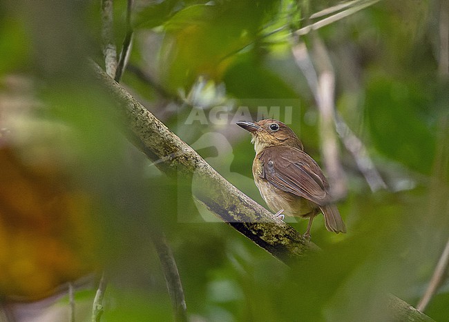 Biak Whistler (Pachycephala melanorhyncha) in West Papua, Indonesia. stock-image by Agami/Pete Morris,