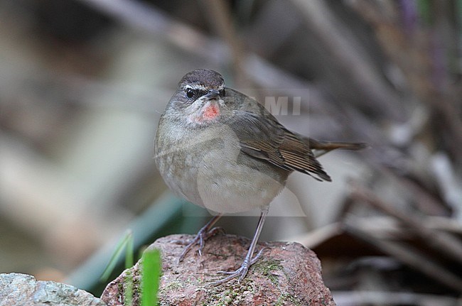 Siberian Rubythroat, Luscinia calliope, presumed 2ndW female at Doi Lang, Thailand stock-image by Agami/Helge Sorensen,