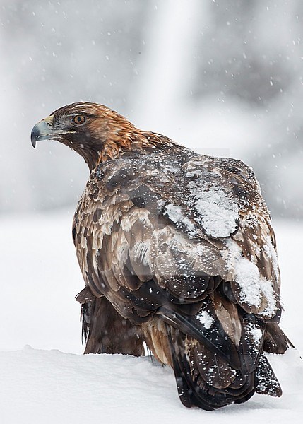 Golden Eagle (Aquila chrysaetos) during cold winter in northern Finland. Sitting in the snow. stock-image by Agami/Markus Varesvuo,