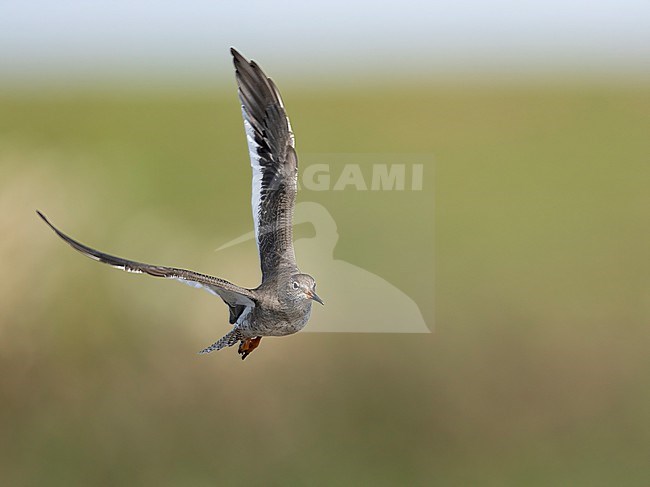 Common Redshank, Tringa totanus, in the Netherlands. stock-image by Agami/Han Bouwmeester,