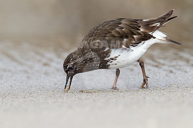 Adult breeding
Ventura Co., CA
August 2013 stock-image by Agami/Brian E Small,