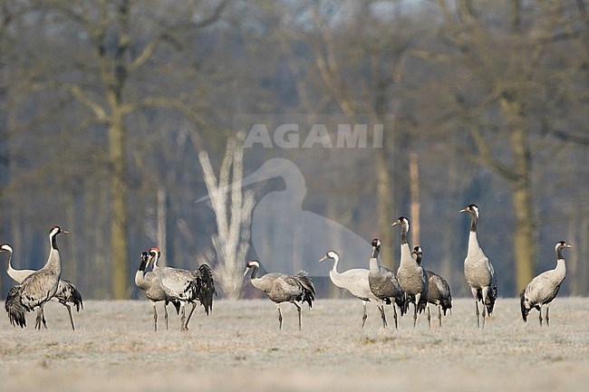 Common Crane - Kranich - Grus grus ssp. grus, Germany (Sachsen), winter group stock-image by Agami/Ralph Martin,