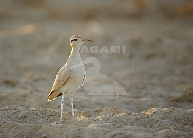 Renvogel in halfwoestijn; Cream-coloured Courser semi desert stock-image by Agami/Markus Varesvuo,