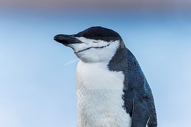 Chinstrap Penguin portrait (Pygoscelis antarcticus) on Deception island, Antarctica with the eyes closed and a clean background. stock-image by Agami/Rafael Armada,