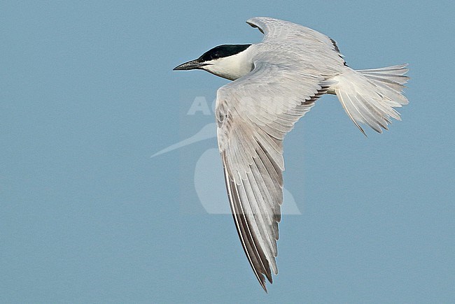 Gull-billed tern (Gelochelidon nilotica), third calendar year in flight, seen from the side, showing upperwing stock-image by Agami/Fred Visscher,