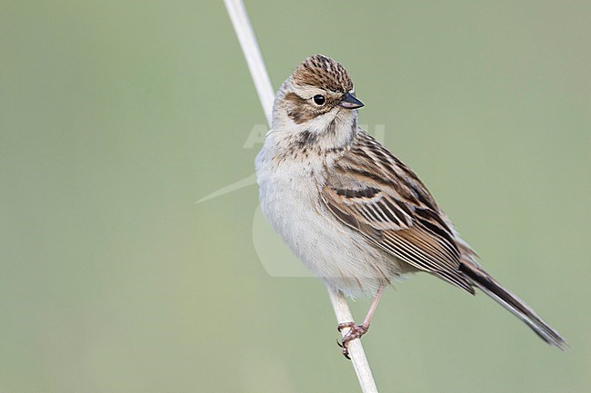 Pallas's Bunting - Pallasammer - Emberiza pallasi ssp. pallasi, adult female stock-image by Agami/Ralph Martin,