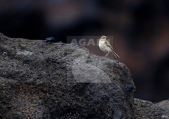 Antipodes Island Pipit (Anthus novaeseelandiae steindachneri). An endemic subspecies of New Zealand Pipit from the Antipodes Islands. stock-image by Agami/Marc Guyt,