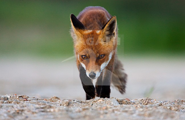 Vos, Red fox, Vulpes vulpes stock-image by Agami/Menno van Duijn,