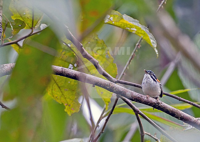 Wallace's Fairywren (Sipodotus wallacii) in Papua New Guinea. stock-image by Agami/Pete Morris,